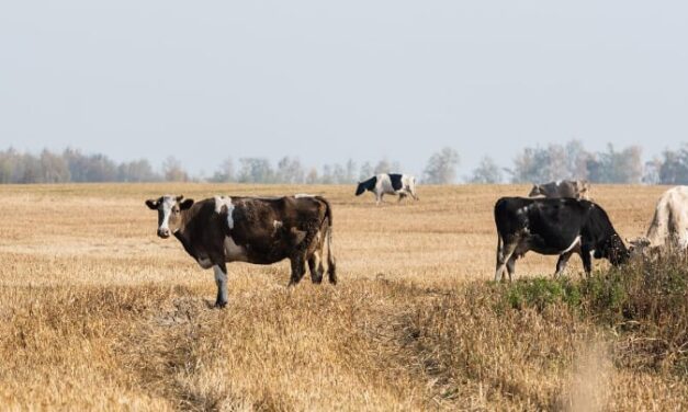 ‘Droogte in Nederland is een keuze’