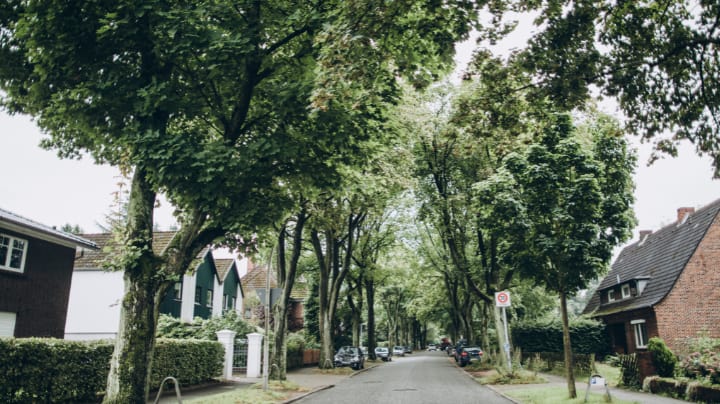 Meer bomen nodig voor meer regen